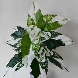 Blooming Floret Green & White Caladium Artificial Plant With Pot image 4