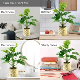 UMAI Green & Gold toned Monstera Deliciosa Artificial Plant With Pot image 4