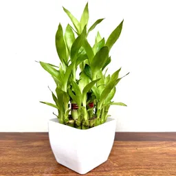 gabbro Two Layer Bamboo Plant, Jade Plant image 2