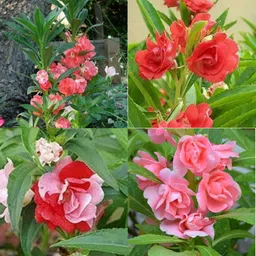 ibains Plant seed balsam tom thumb double pack of 65 Seed image 3