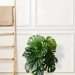 Blooming Floret Green & White Monstera Deliciosa Artificial Plant With Pot image 5