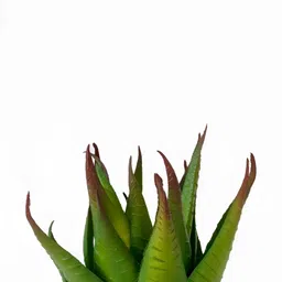 DecorTwist Yellow & Orange-colored Succulent Planter With Plant image 4