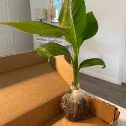 florafusion Banana Plant image 3
