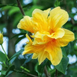 rita enterprise Hibiscus Plant-picture-44