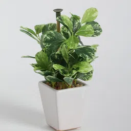 casacraft from pepperfry Fabric Green Coin Leafed Bonsai With Ceramic Pot Artificial Plants image 4
