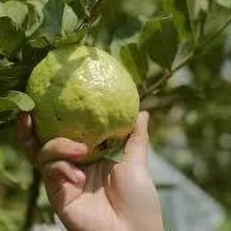 breezy blooms Guava Plant-picture-18