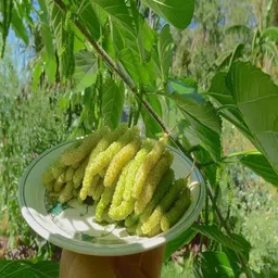 alogardening Shahtoot/Mulberry Plant image 3