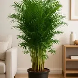 subhrajit Areca Palm-picture-13