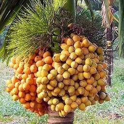 miraclrgarden Betel Nut/Supari Plant-picture-19