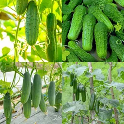 ibains Long white cucumber seed Kakari sosa seeds pack of 39 Seed-picture-31