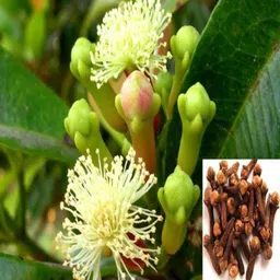 dhruventerprises Clove Plant-picture-10