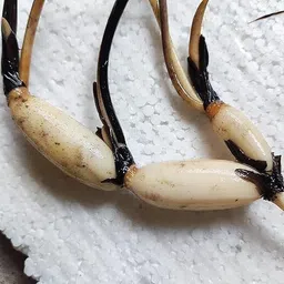 go green Lotus Plant image 2