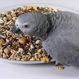 peta wizard Peta Wizard, Dry Bird Food Big Parrot Food [31 Types of Seed Mix] (900 Grams) image 2