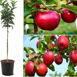 cloud farm Apple Plant image 3