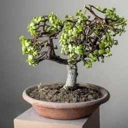 aquinnah Jade Plant-picture-27