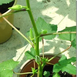 mamoni traders Lady Finger Organic Kitching Gardening Okra Seed, Okra -96, LF Hybird, Vindi Seed-picture-35