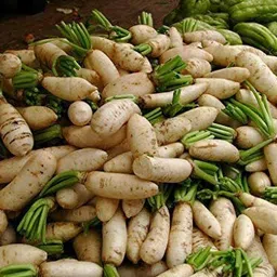 nurseryfriend Japanese Daikon Radish Vegetable Seeds600 Seeds Seed-picture-42