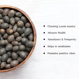 shineshake Latus Seeds Seed image 3