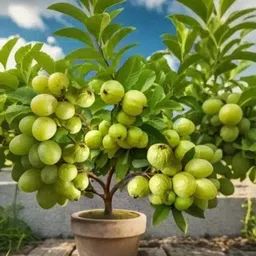 hariguru Guava Plant-picture-16