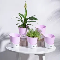ugaoo Atlantis Self Watering Planter - 4 Inch Plant Container Set-picture-15