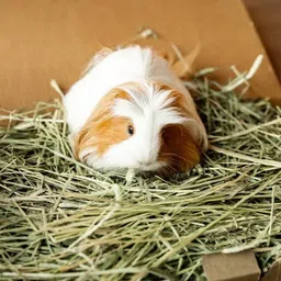 timothy hayy Timothy Hay image 5