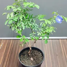 greenthumb Aparajita/ Butterfly Pea Plant image 3