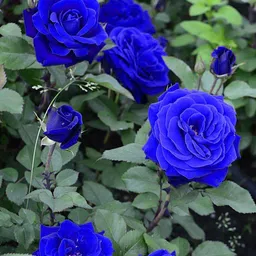 bewpolena Rose Plant-picture-34