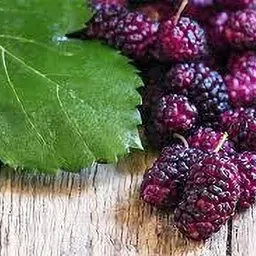 Shahtoot/Mulberry Plant-image-1