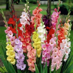 zaabus Gladiolus/sword Lily Flower Bulbs for All Season Flower Bulbs Seed (PACK OF 6) Seed image 3