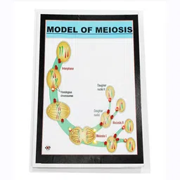 melody's Model of Meiosis Size A4 Biology Working Science Project Model.-picture-14