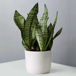 Snake Plant-image-38