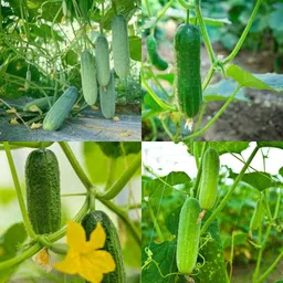 ibains Organic cucumber seed Kakari sosa seeds pack of 78 Seed image 2