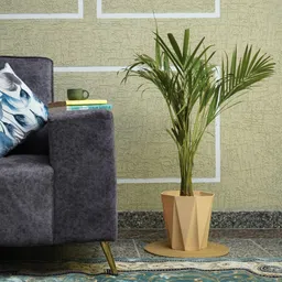 mrida and maati 10 Inch pot (BEIGE,3 Pcs) Flower Pot for Home, Indoor & Outdoor Gamla, Gardening Plant Container Set image 2