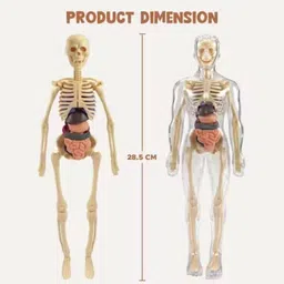 funnstyle Human Anatomy Model Kit for Kids – 3D Educational Science Toy with Organs image 2