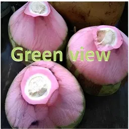 green view Coconut Plant image 2