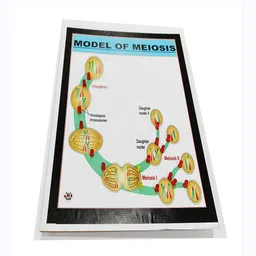 melody's Model of Meiosis Size A4 Biology Working Science Project Model. image 2