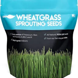 knessin Sustainable Wheat Grass Seeds for Sprouting & Hydroponics-(2000 Seeds) Seed-picture-30