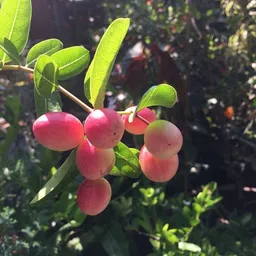 breezy blooms Karonda Plant-picture-24