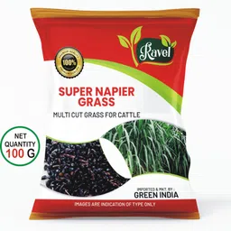 SUPER NAPIER GRASS SEED HIGH YIELD 100 Gram SEEDS Seed-image-25