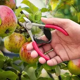 go green landscape Heavy Duty Fruit Harvesting Cutter with Spring Handle Garden Tool Garden Tool Kit image 3