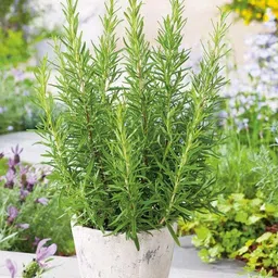 greenyon Rosemary Plant-picture-10