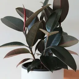 skrhuvoy Rubber Tree-picture-18