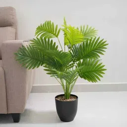 royaloak Areca Palm Plant-picture-15