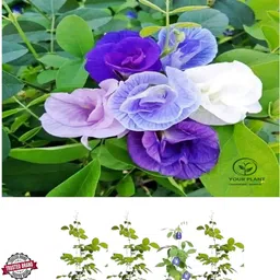 sbgarden Aparajita/ Butterfly Pea Plant image 3