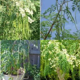 ibains Drumstick seeds for gardening pack of 36 Seed image 1