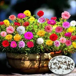 Portulaca Flower Seeds 105 Mixed Color Seeds for Beautiful and Resilient Gardens Seed-image-91