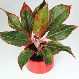firesplash Aglaonema Lipstick Plant image 2