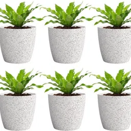 yuccabe italia SHERA Stella Flower Pots for Home Décor | 8 Inch Planter for Indoor & Outdoor Plant Container Set image 1