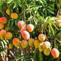 Mango Plant-image-5