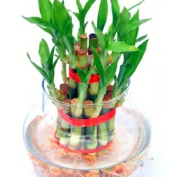 Green 2 Layer Lucky Bamboo Indoor Plant for Feng Shui with Big Round Glass Pot & Colored Jelly Balls Seed-image-64